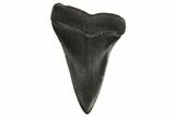Fossil Broad-Toothed Mako Tooth - South Carolina #295765-1